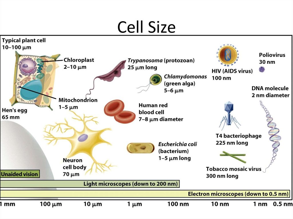 Microscope Measurement Online Presentation