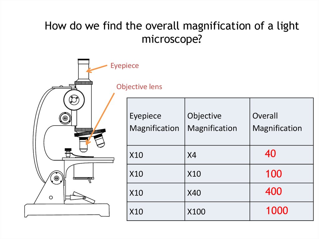 Microscope Measurement 