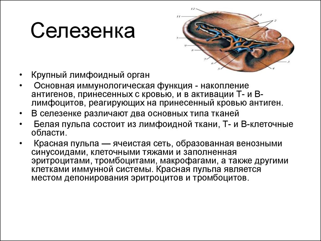 Какую роль в организме человека селезенка. Селезенка функции кратко. Основные физиологические функции селезенки. Функция селезенки в организме человека кратко. Главной функцией селезенки является.