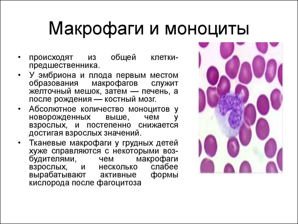 Эритроциты макрофаги. Моноциты и макрофаги. Макрофаги это клетки. Моноциты физиология. Клетки макрофагального типа.