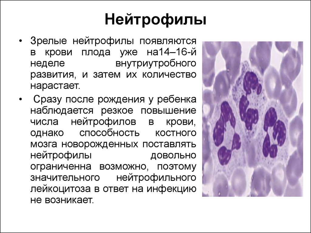 Нейтрофилы в костном мозге. Зрелые и незрелые нейтрофилы. Юный нейтрофил гистология. Нейтрофилы. Сегментоядерные нейтрофилы характеристика.