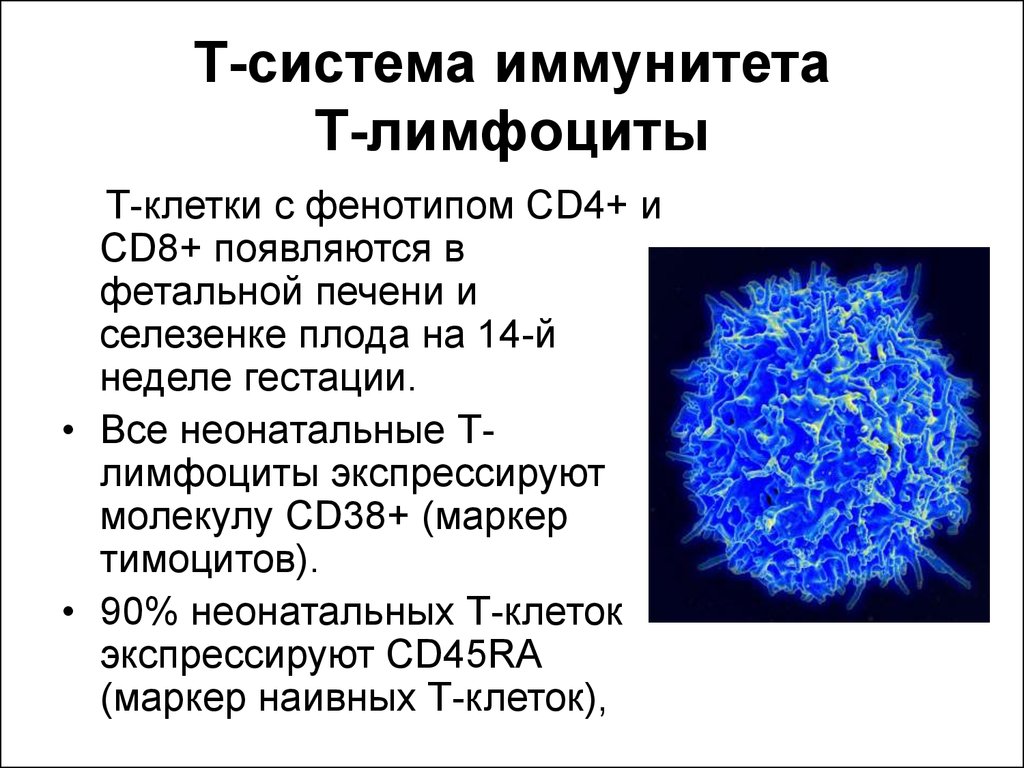 Количество т клеток. Т-лимфоциты иммунной системы. Клетки иммунной системы т-киллеры. Тип иммунитета в и т лимфоцитов. Иммунитет т и в лимфоциты.