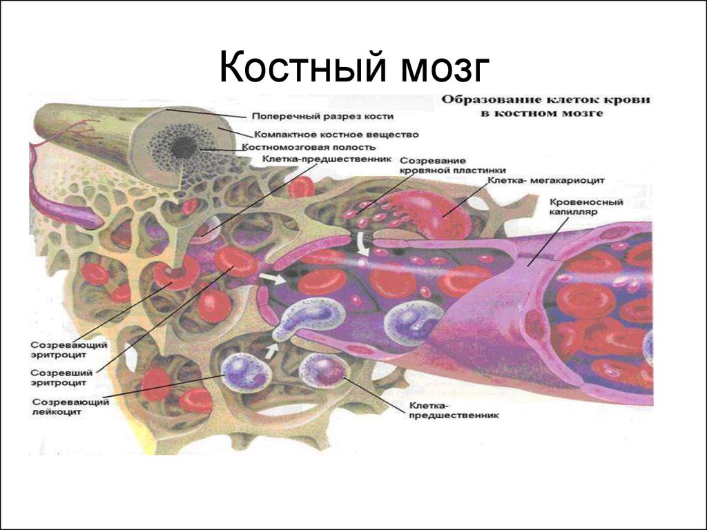 Красный костный мозг располагается. Строение костного мозга. Стволовые клетки красного костного мозга. Строение кости костный мозг. Красный костный мозг анатомия.