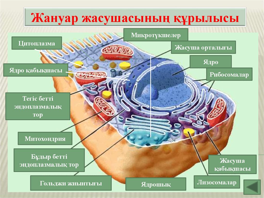 Пищеварительный органоид клетки. Жасуша. Жасуша биология. Органоидтар.