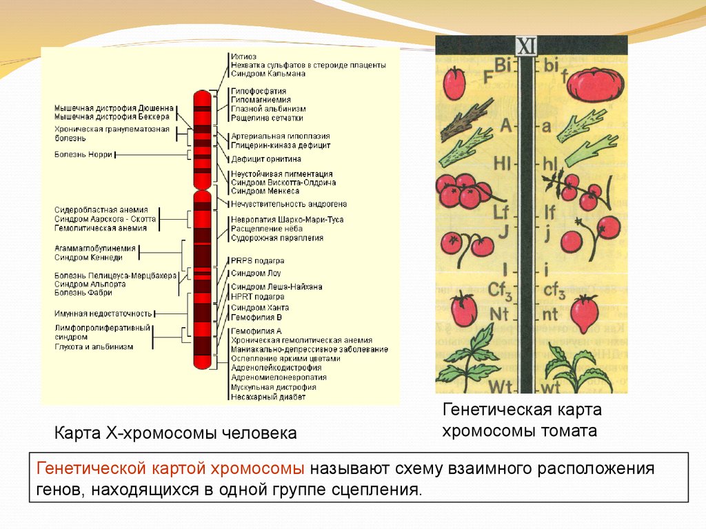 Карта хромосом это