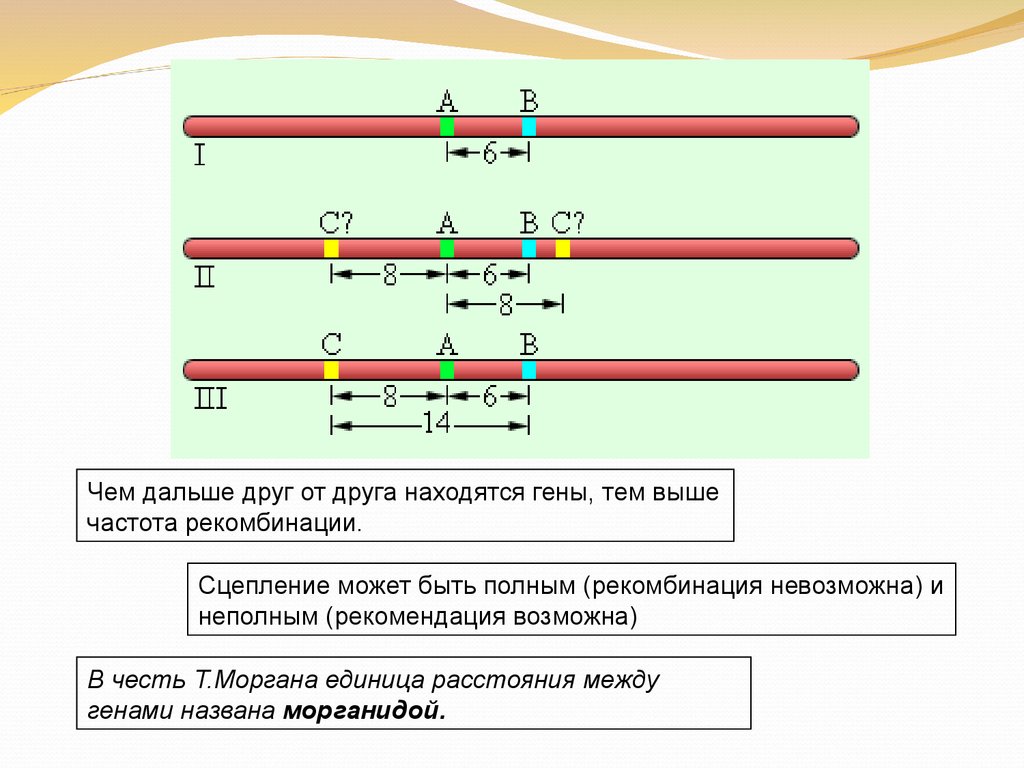 Частота кроссинговера. Частота рекомбинации генов формула. Формула расчета частоты рекомбинации. 5. Формула расчета частоты рекомбинации.. Расстояние между генами в хромосоме.