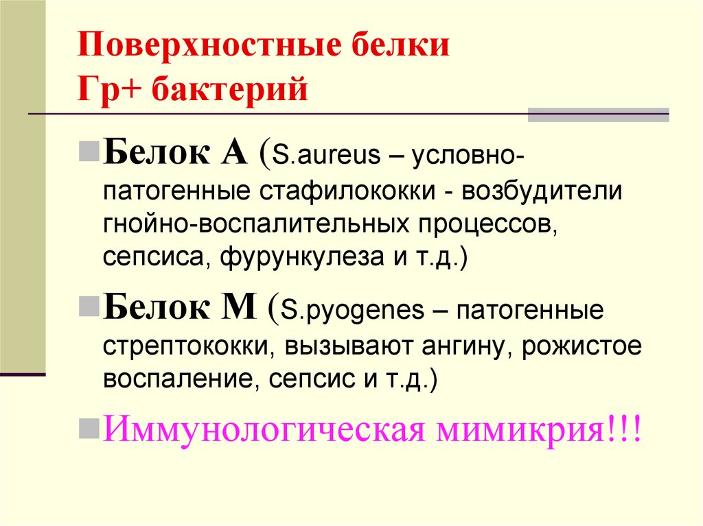 М белок. Поверхностные белки бактерий. Поверхностные белки функции. Поверхностный белок функции. Поверхностные белки представители.