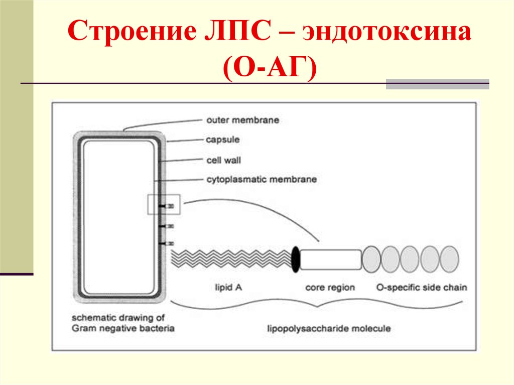 Липополисахарид. Строение липополисахарид эндотоксин. Строение лпс. Липополисахарид клеточной стенки. Липополисахариды структура.