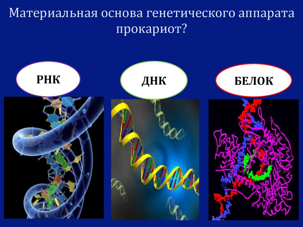 Прокариоты наследственная информация. Генетический аппарат клетки прокариот. Белки ДНК И РНК. Генетический аппарат вирусов. Строение генетического аппарата прокариот.