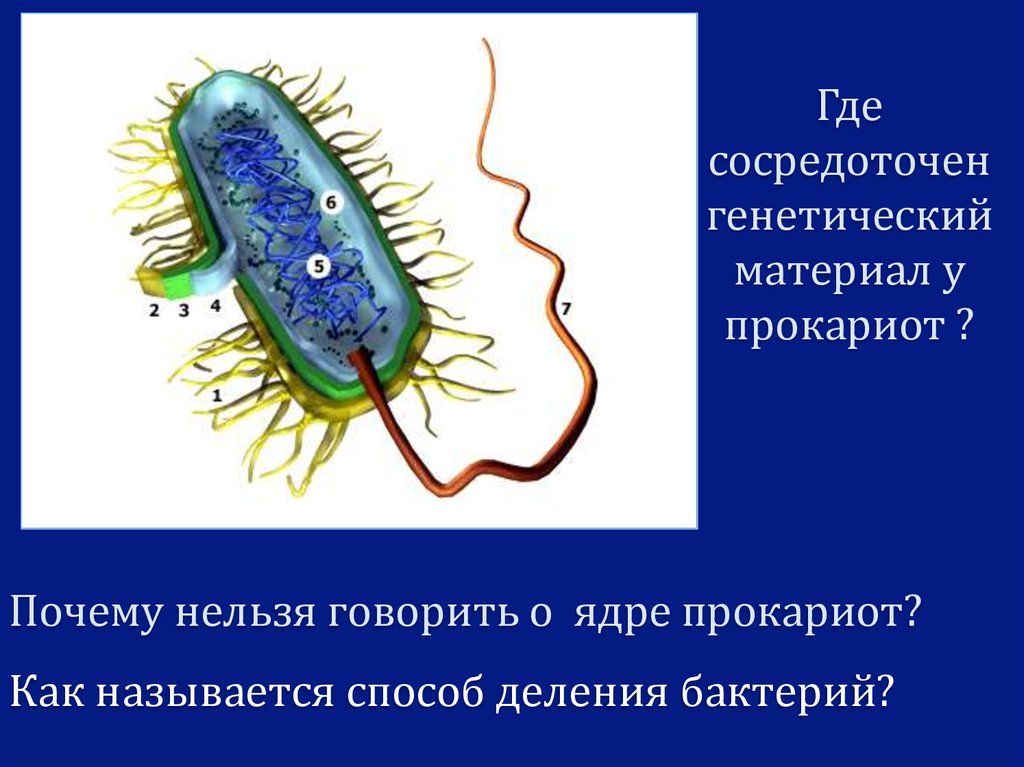 Почему бактерии считают примитивными организмами. Бактерии прокариоты. Генетический материал прокариот. Почему бактерии называют прокариотами. Примитивные организмы.