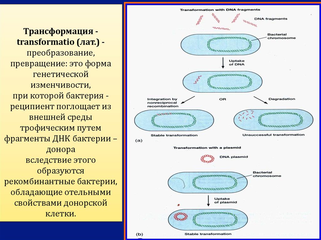 В клетках прокариот днк. Механизм трансформации бактерий схема. Трансформация бактерий микробиология схема. Механизм трансформации микробиология. Процесс трансформации у бактерий.