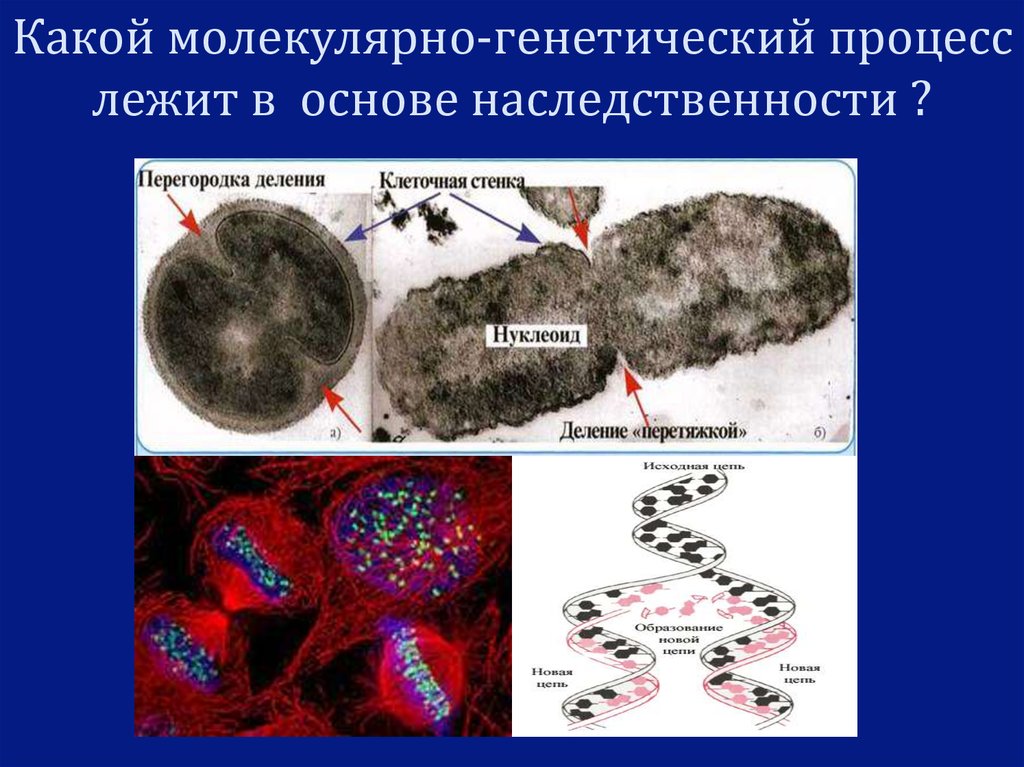 Генетический процесс