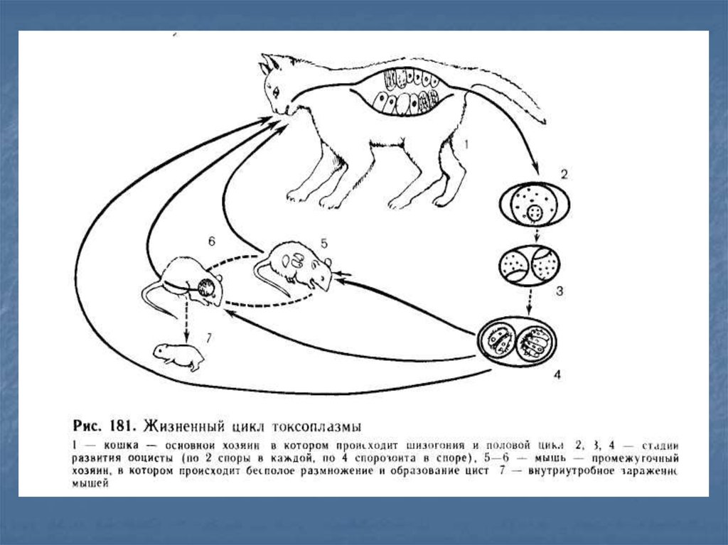 Нарисовать цикл. Токсоплазма жизненный цикл схема. Жизненный цикл Toxoplasma gondii схема. Жизненный цикл токсоплазмы схема. Цикл развития токсоплазмы схема.