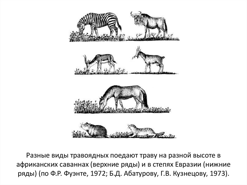 Экологическая ниша картинки