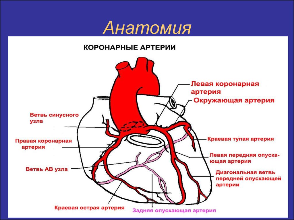 Венечные артерии. Ветви огибающей коронарной артерии. Коронарные артерии кт анатомия. Схема расположения коронарных артерий сердца. Анатомия левой коронарной артерии.