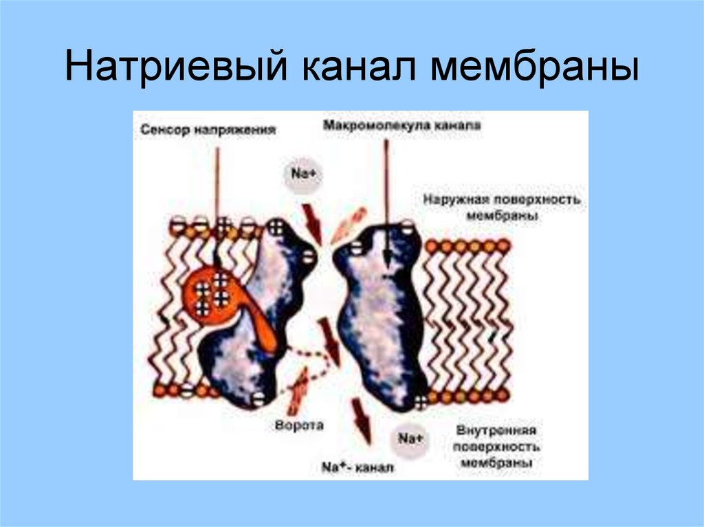 Каналы мембраны