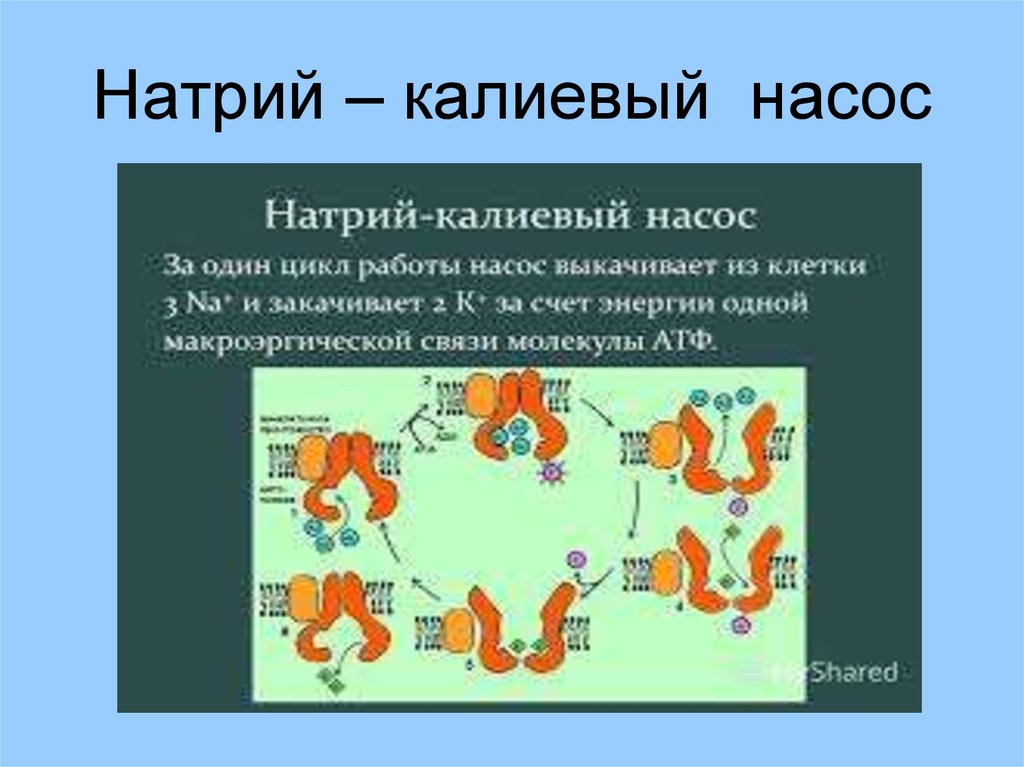 Натрий калиевый насос. Натрий калиевый насос АТФ. Строение трансферазы натрий калиевого насоса. Натрий калиевый насос биохимия. Калиево-натриевый насос схема.