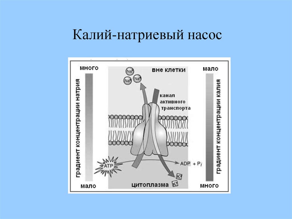 Калий натриевый насос схема