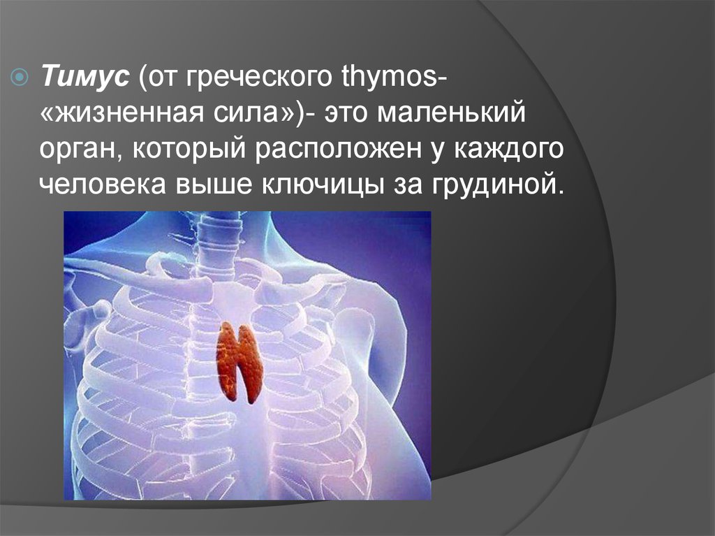 Иммунный орган тимус. Тимус или вилочковая железа. Тимус (вилочковая = зобная железа). Тимус анатомия расположение.