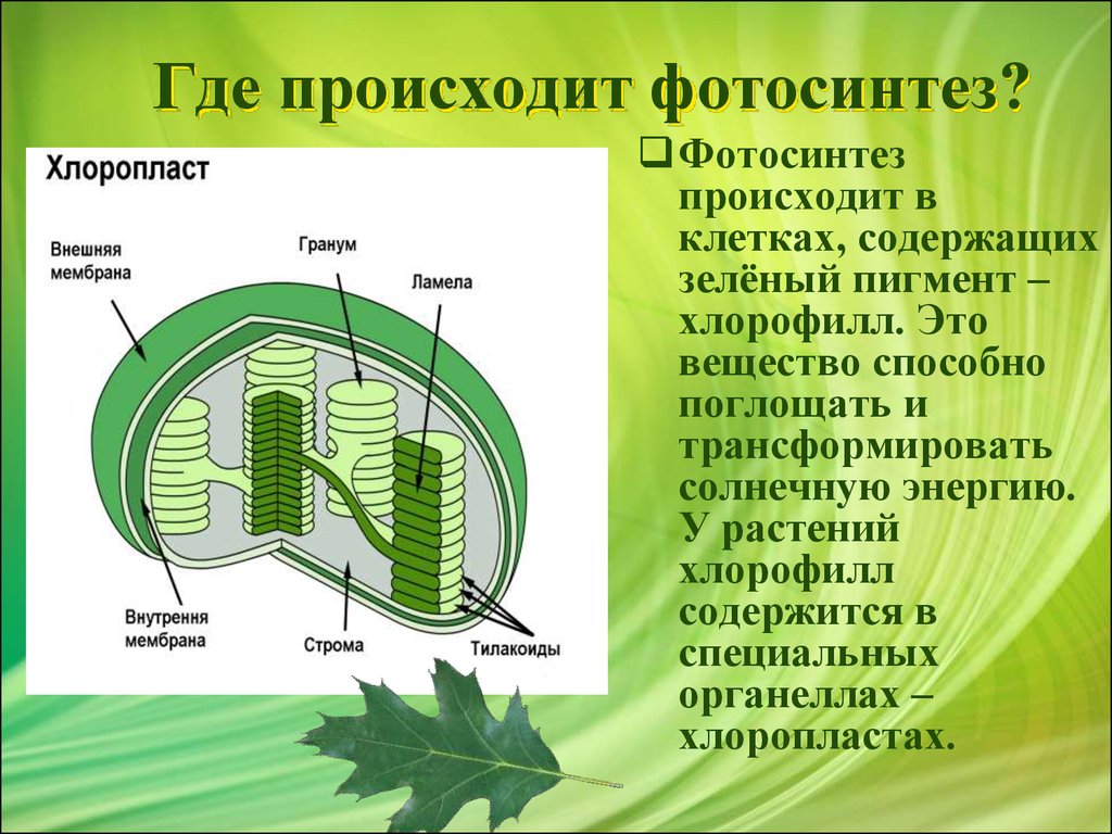 Каких веществах происходит. Фотосинтез 6 класс биология хлоропласты. Процесс фотосинтеза в хлоропластах. Фотосинтез растений энергия. Фотосинтез растений 6 класс биология.