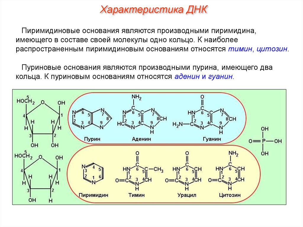Пуриновыми нуклеотидами являются. Пуриновые и пиримидиновые основания связи. Пуриновые и пиримидиновые основания. Пуриновые основания и пиримидиновые основания. Формулы пуриновых и пиримидиновых азотистых оснований.