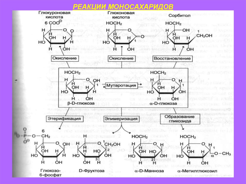 Окисление фруктозы последовательность. Реакции моносахаридов Синтез гликозидов. Химические свойства моносахаридов уравнения реакций. Циклическая форма глюконовой кислоты. Глюконовая кислота в циклической форме.