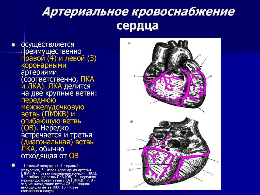 Правая сердечная артерия. Коронарные артерии сердца что кровоснабжают. Кровоснабжение миокарда левого желудочка осуществляется:. Артериальные сосуды кровоснабжающие миокард:. Топография венечных артерий сердца.