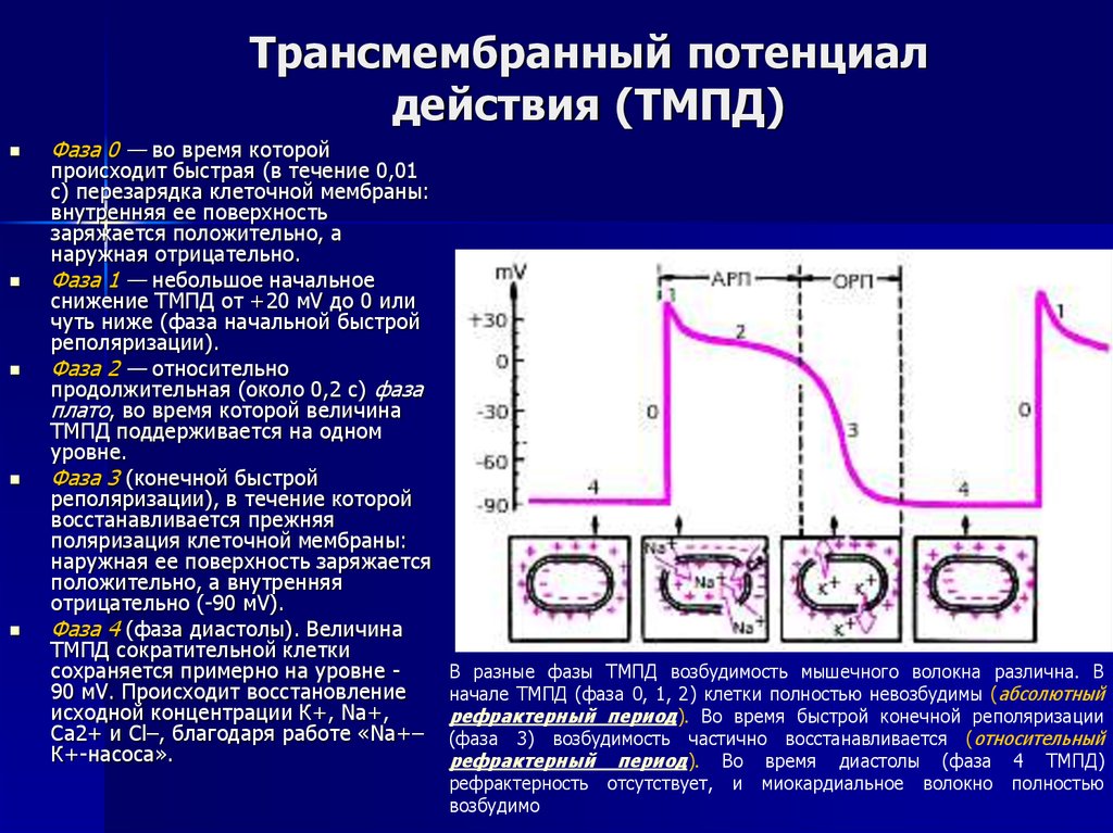 График изменения мембранного потенциала клеток водителя ритма сердца