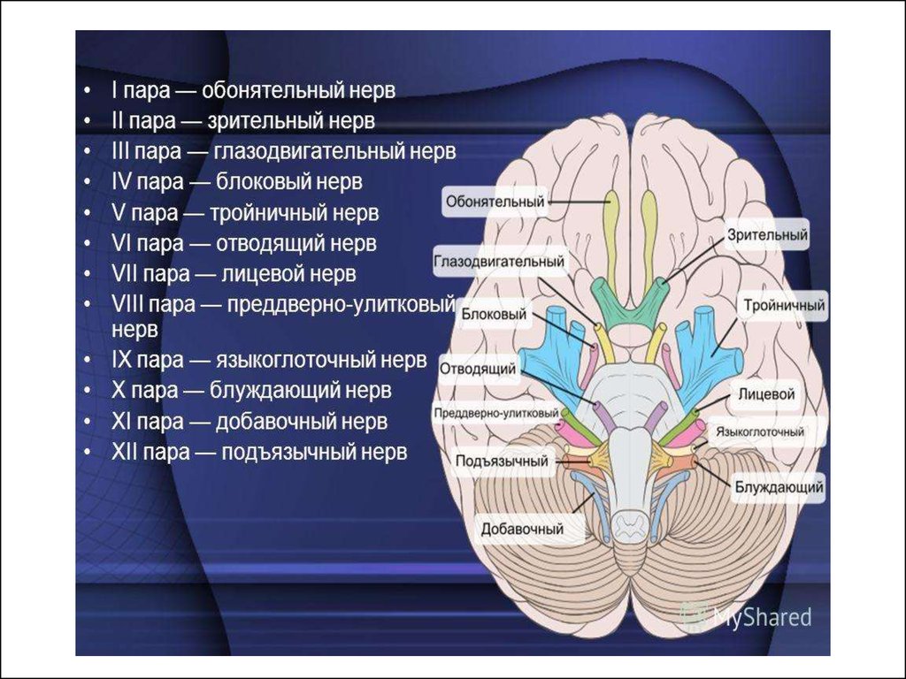 Под черепные нервы. Черепно-мозговые нервы 12. Черепные нервы анатомия. Черепные нервы анатомия ядра. 9-12 Нервы Черепные нервы.