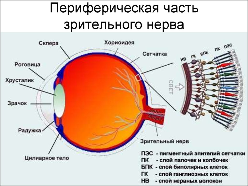 Отделы сетчатки. Строение глаза с сетчаткой и зрительным нервом. Сетчатая оболочка глаза ретина. Структура сетчатки глазного яблока. Строение глазного яблока Неттер.