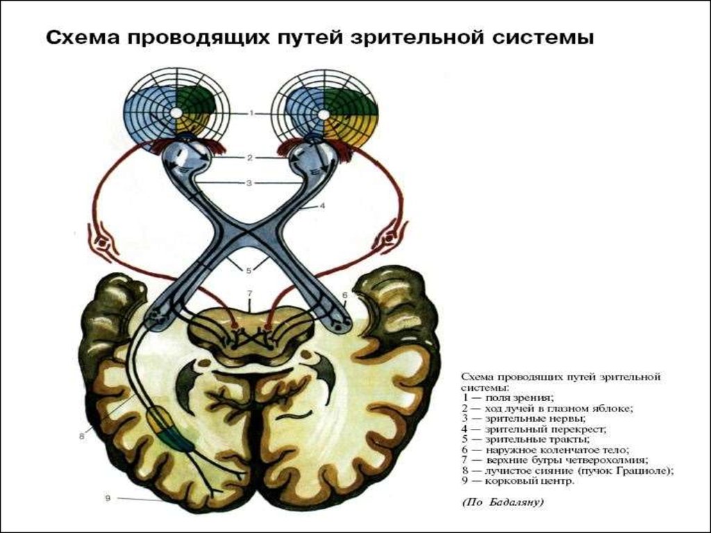 Нерв зрительного анализатора