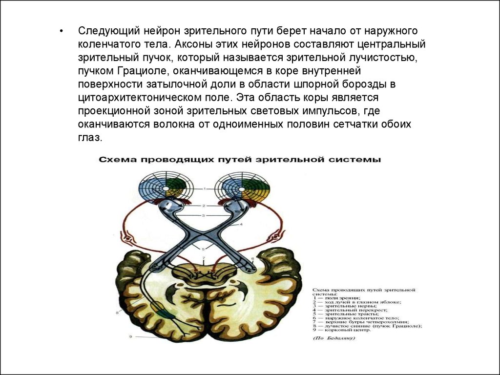 Путь нейрона. Зрительный нерв Зрительная лучистость. Зрительный нерв пучок Грациоле. Зрительный нерв схема нейронов. Зрительный путь схема 1 Нейрон.