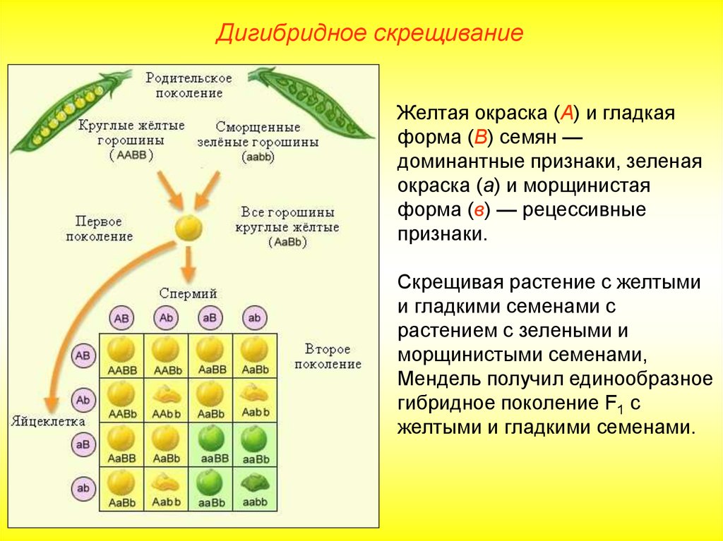 Дигетерозиготный горох с желтыми гладкими семенами. 3 Закон Менделя закон независимого наследования. Схема независимого наследования. Закон независимого наследования схема скрещивания. Решётка Пеннета для дигибридного скрещивания задачи.