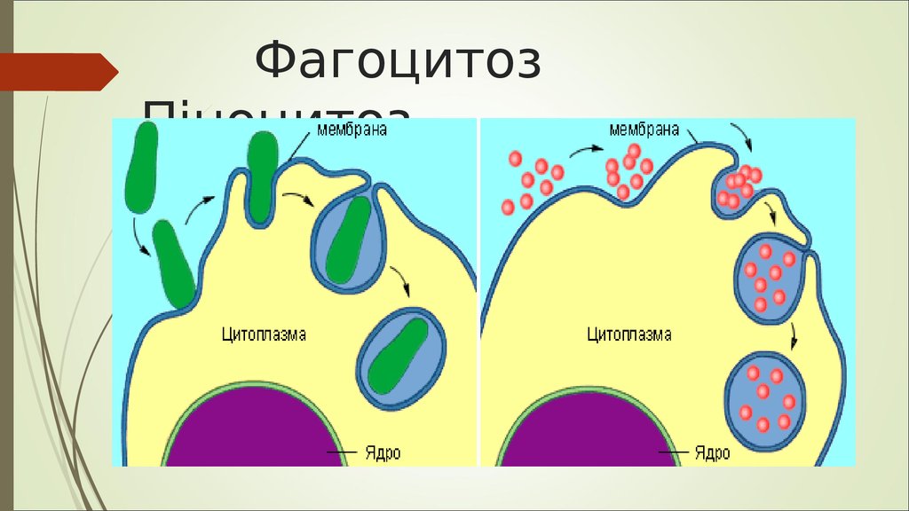 Фагоцитоз захват клеткой