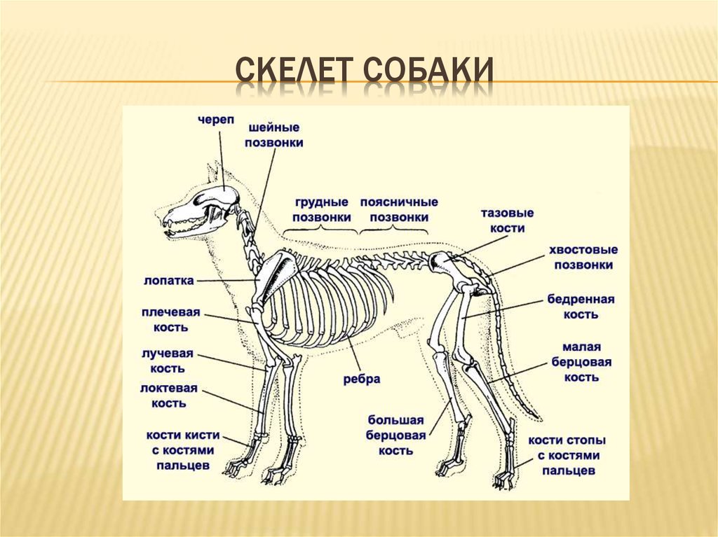 Определите систему органов собаки изображенную на рисунке