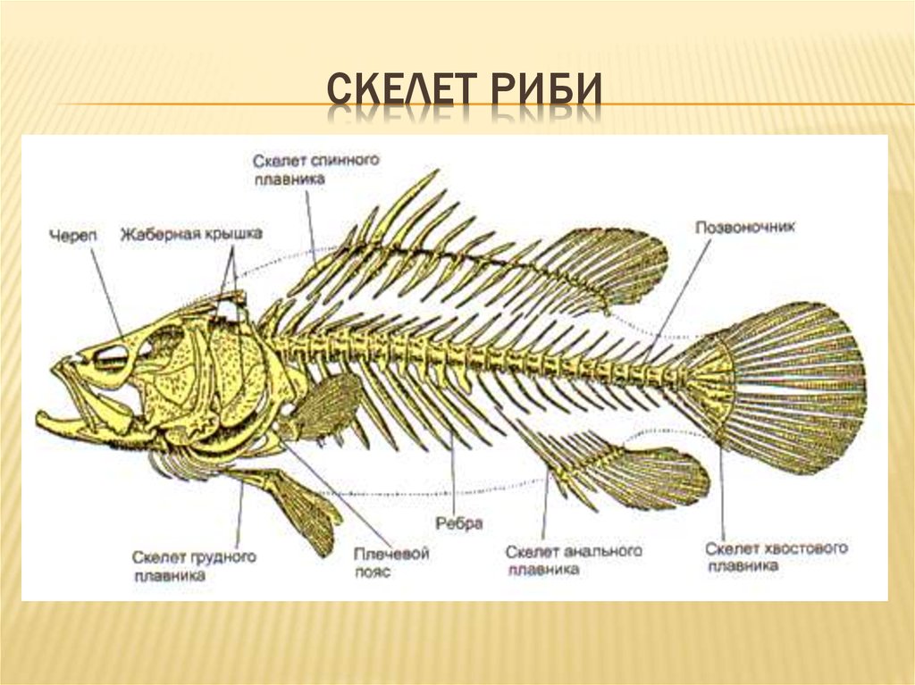Рыба хвостовой отдел позвоночника. Скелет костистой рыбы окуня. Скелет костной рыбы 7 класс биология. Строение скелета Костовых рыбы. Строение скелета костных рыб.