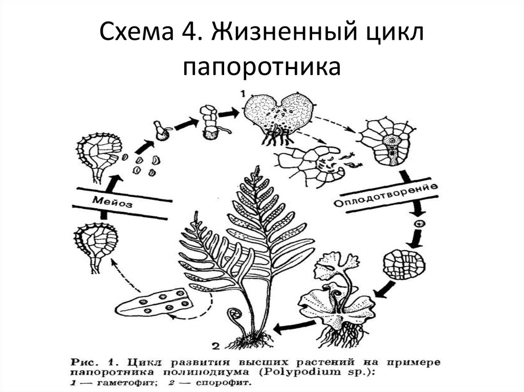 Гаметофит папоротника картинка