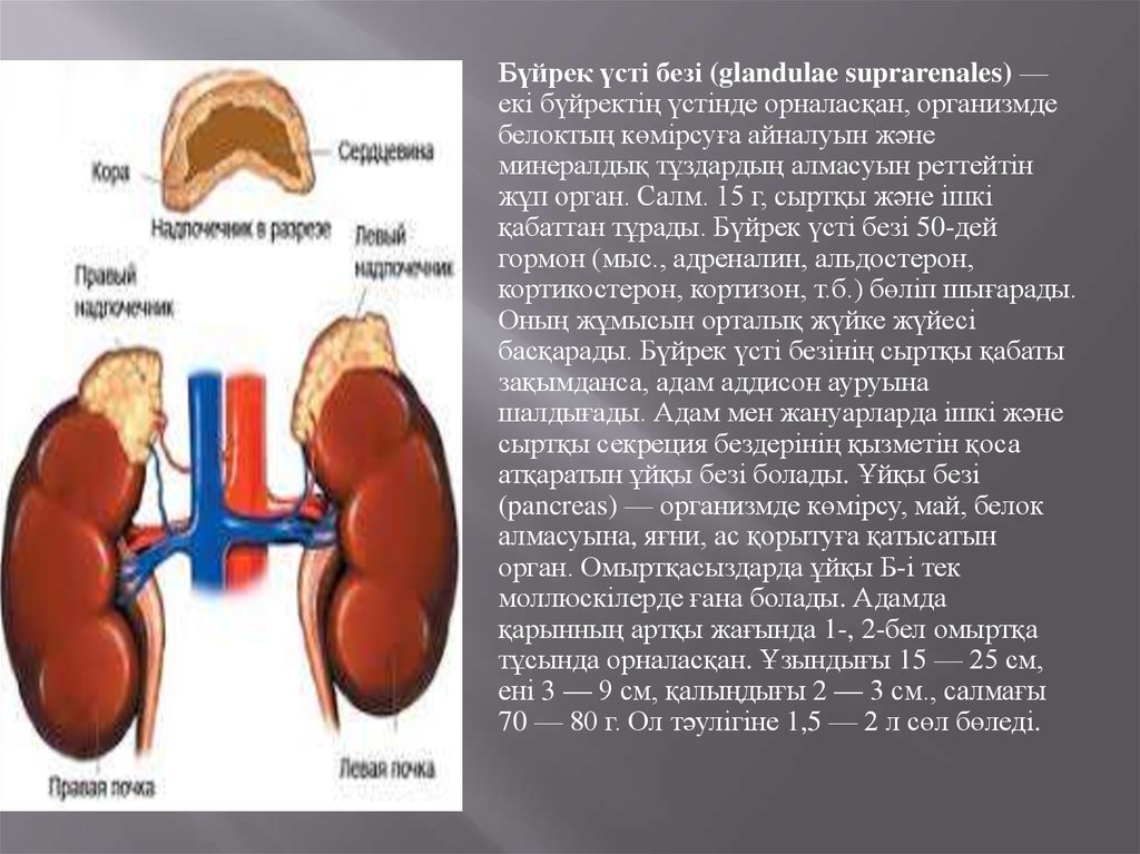 Бүйрек коликасы презентация