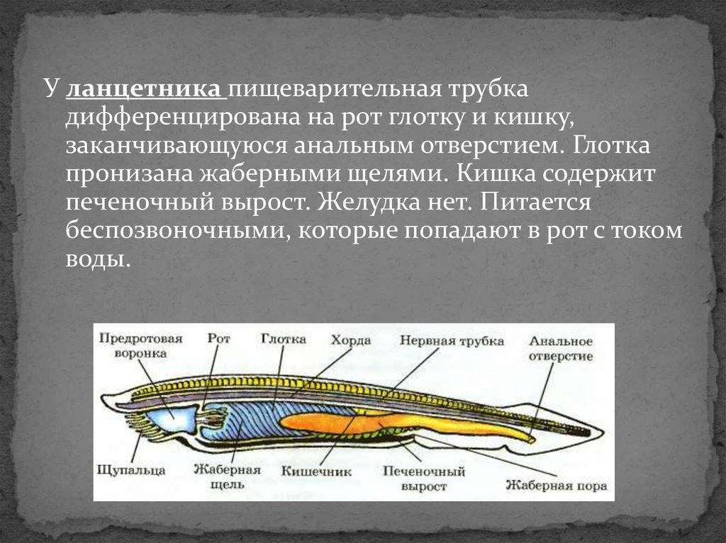 Дыхание ланцетника. Пищеварительная трубка ланцетника. Кишечная трубка у ланцетника. Пищеварительная система ланцетника. Строение пищеварительной системы ланцетника.