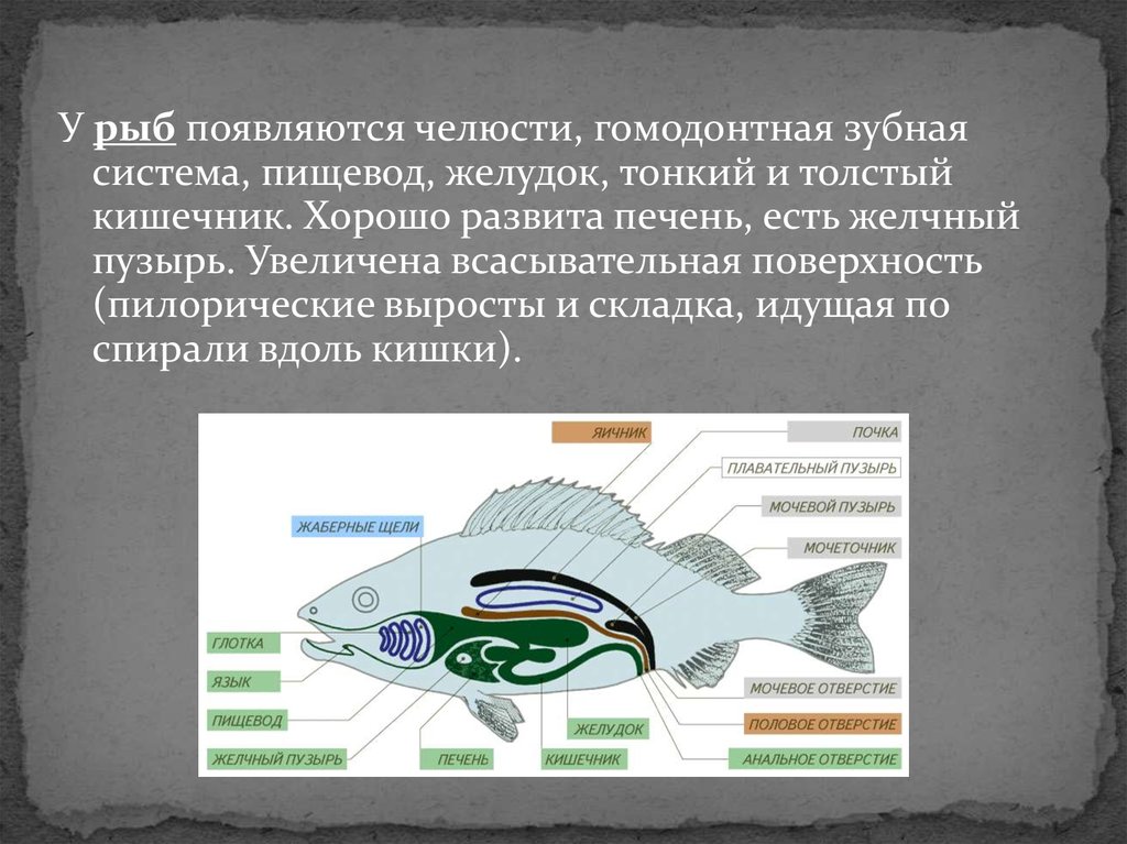 Основные функции рыбы. Пищеварительная система система рыб. Пищеварительная система хрящевых и костных рыб. Функции пищеварительной системы у рыб 7 класс. Эволюция пищеварительной системы рыб.