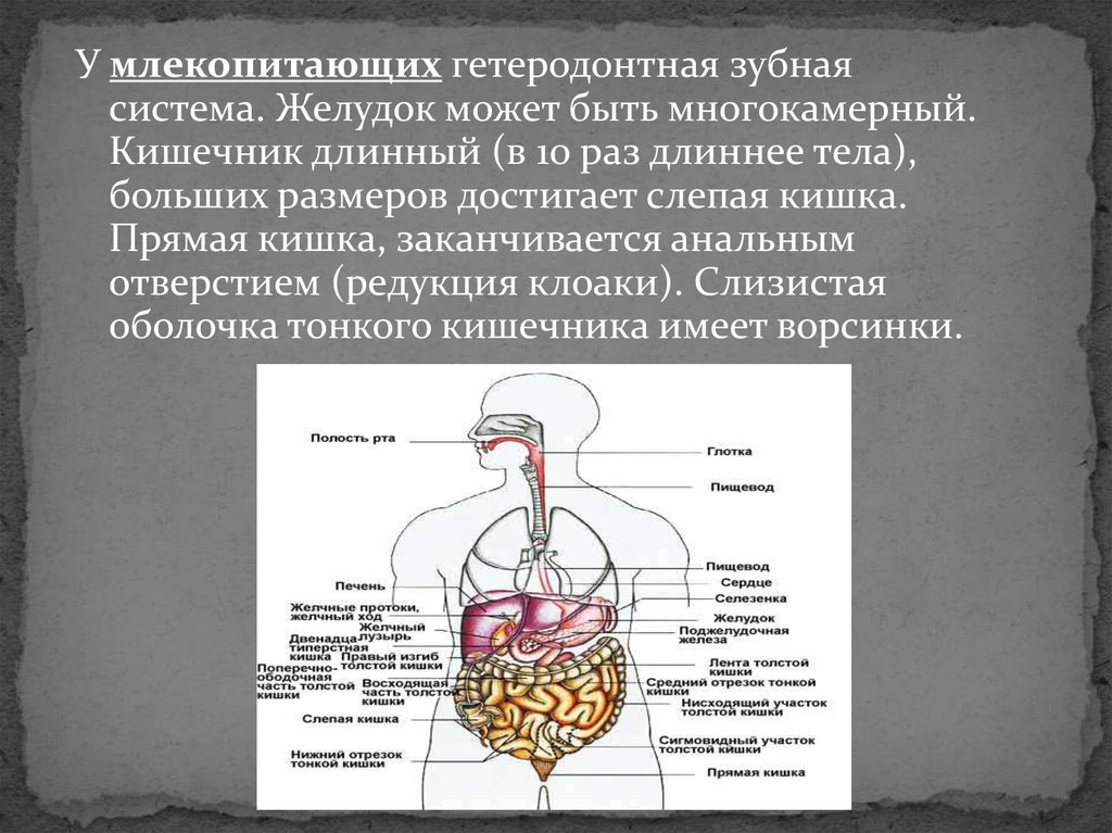 Функции пищеварительной системы у млекопитающих. Редукция пищеварительной системы. Этапы эволюции пищеварительной системы. Желудок млекопитающих. Прямая кишка млекопитающих.