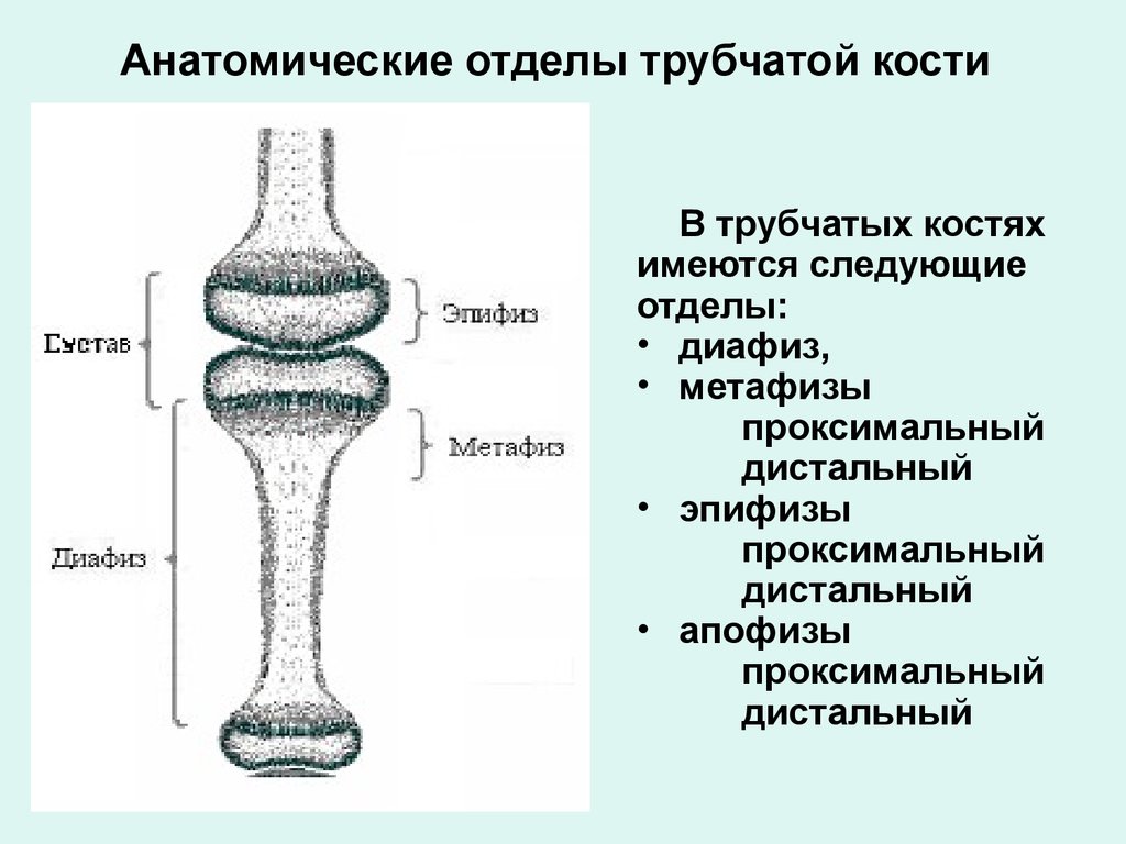 Отделы трубчатой кости. Строение кости диафиз эпифиз. Отделы трубчатой кости анатомия. Трубчатая кость строение метафиз. Эпифиз метафиз бедренной кости.