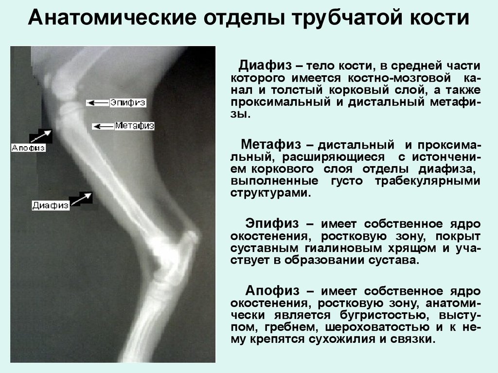 Схема длинной трубчатой кости взрослого человека и ребенка рентген