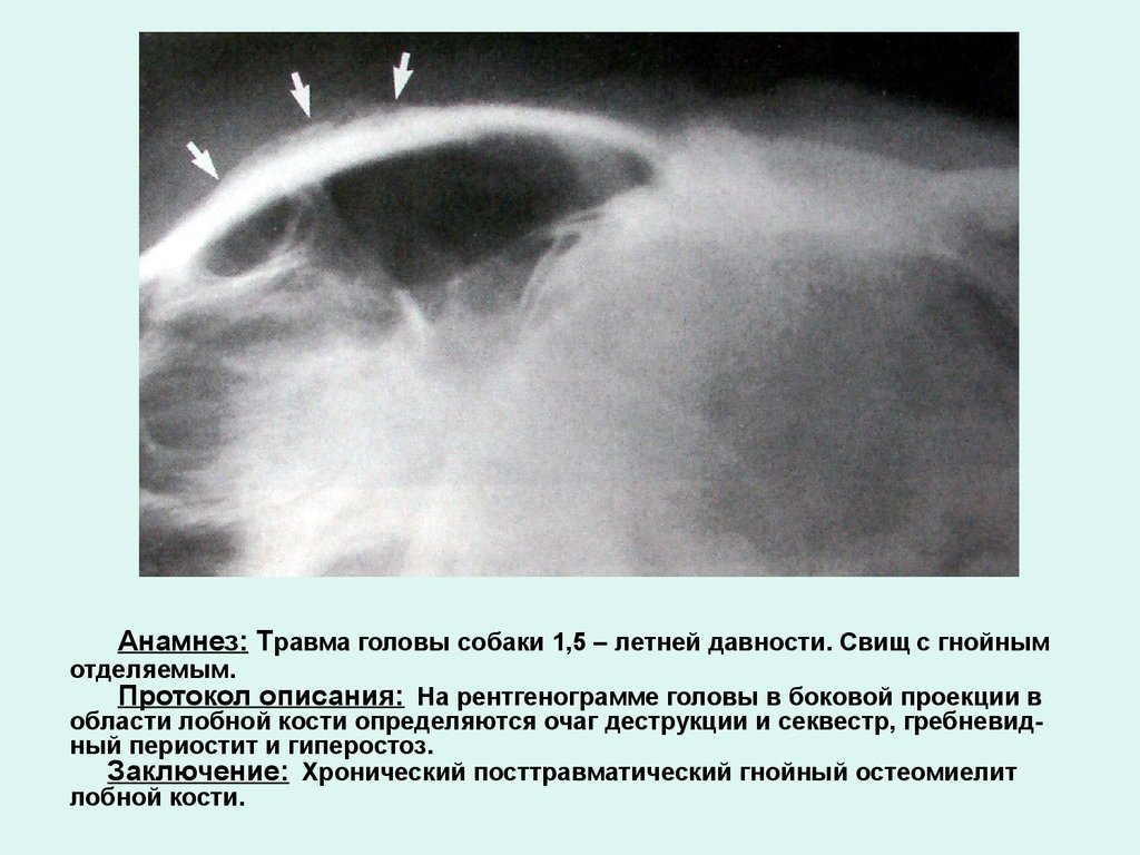 Анамнез: Травма головы собаки 1,5 – летней давности. Свищ с гнойным отделяемым. Протокол описания: На рентгенограмме головы в боковой проекц