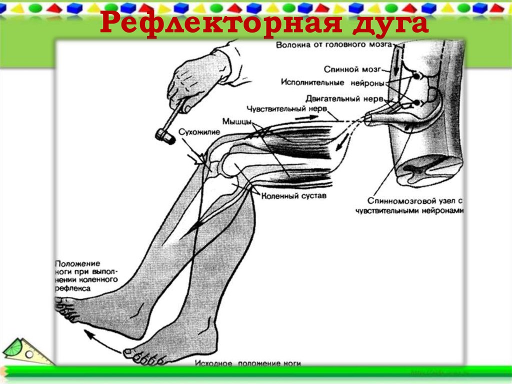 Как называется звено рефлекторной дуги обозначенное на схеме номером 1