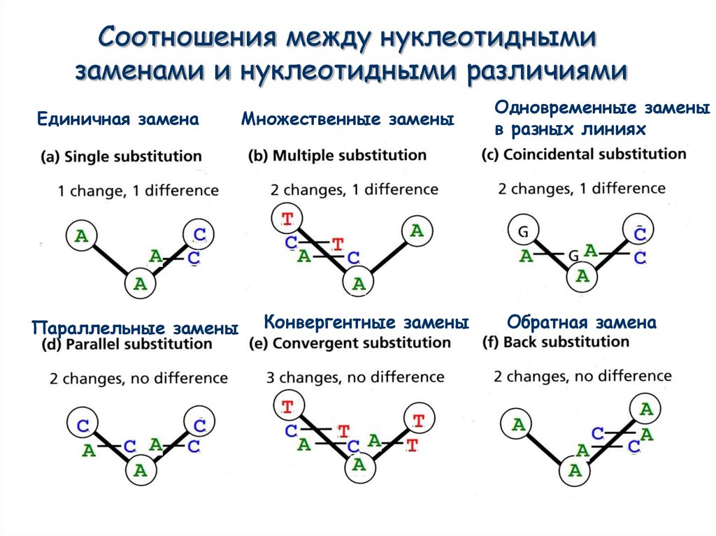 Обратная замена. Замена нуклеотидных пар. Нуклеотидный пул. Конвергентные сорта. Конвергентный Тип распределения вен.