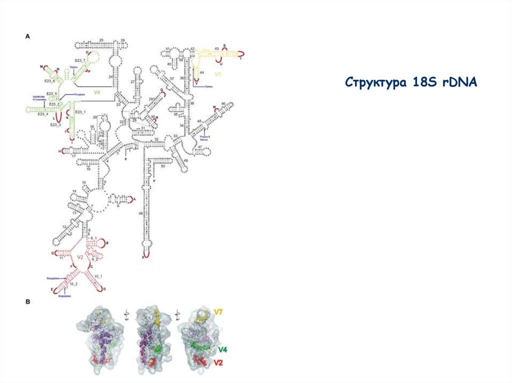 Структур 18. P4o18 строение.