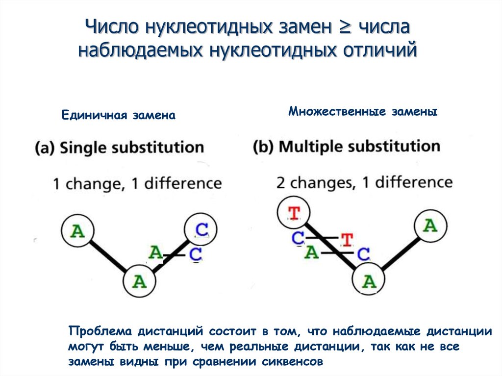 Наблюдать число. Однонуклеотидные замены. Модели нуклеотидной эволюции. Единичные нуклеотидные замены. SNP нуклеотидные замены.