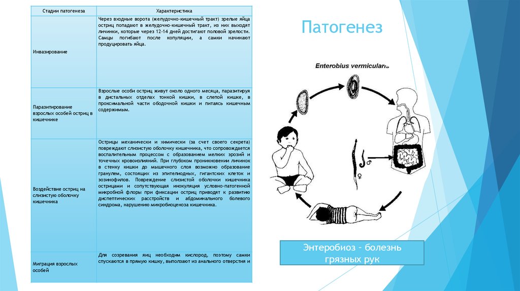 Энтеробиоз пути заражения