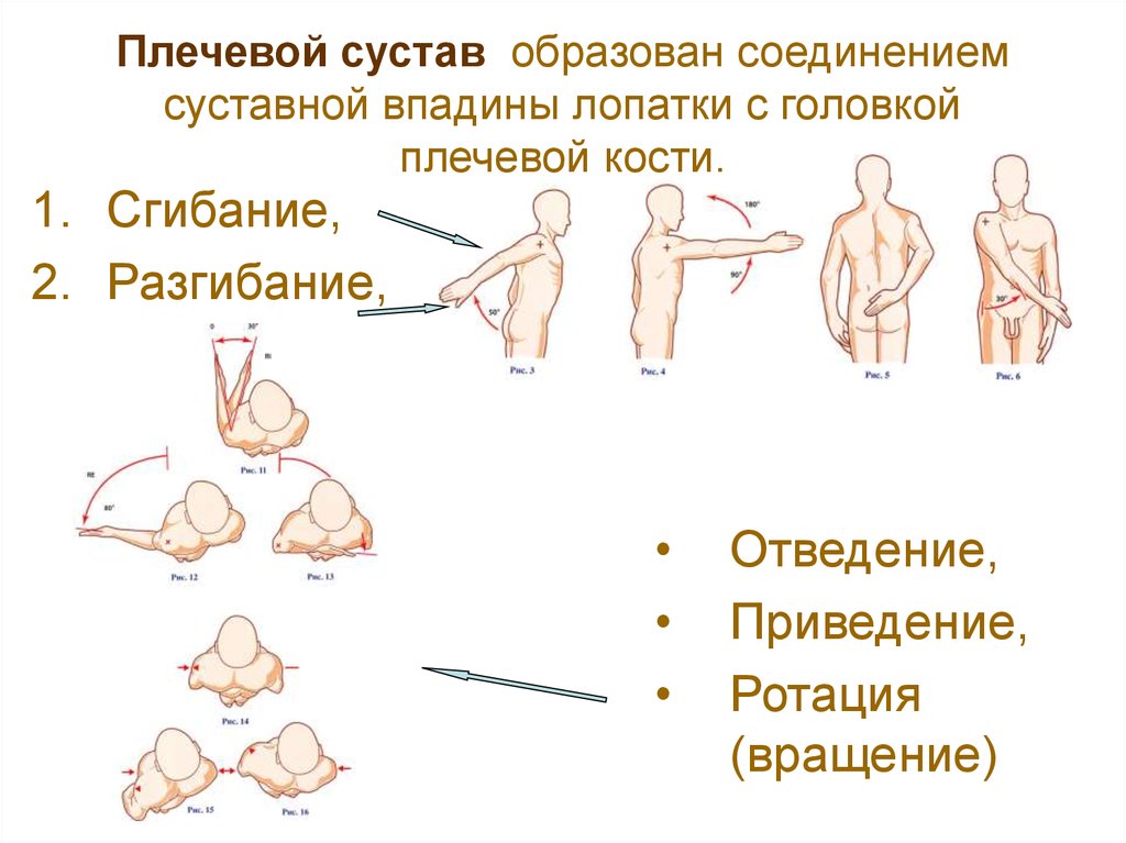 Плечо это. Приведение отведение сустав. Сгибание и разгибание плечевого сустава. Плечевой сустав сгибание разгибание приведение отведение. Отведение и приведение плечевого сустава.